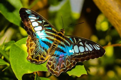  The Butterfly Wife A Fascinating Tale Exploring Identity, Transformation, and Love's Enduring Power?