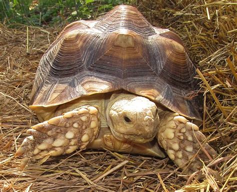  The Orphaned Turtle: A Tale of Compassion and Unconventional Family Bonds!